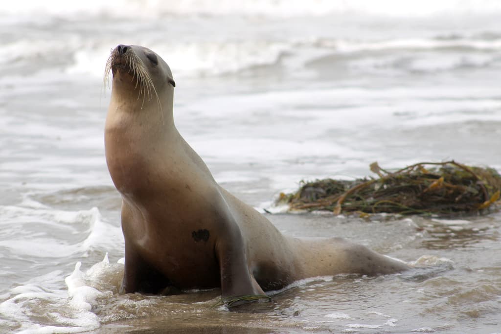 image of a sea lion